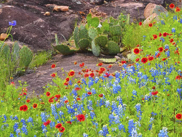 Blanket flowers and bluebonnets. Texas Hill Country, north of Buchanan Dam