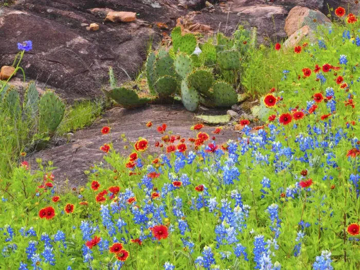 Framed Print : Blanket flowers and bluebonnets. Texas Hill Country, north of Buchanan Dam Framed Print : Blanket flowers and bluebonnets. Texas Hill Country, north of Buchanan Dam
