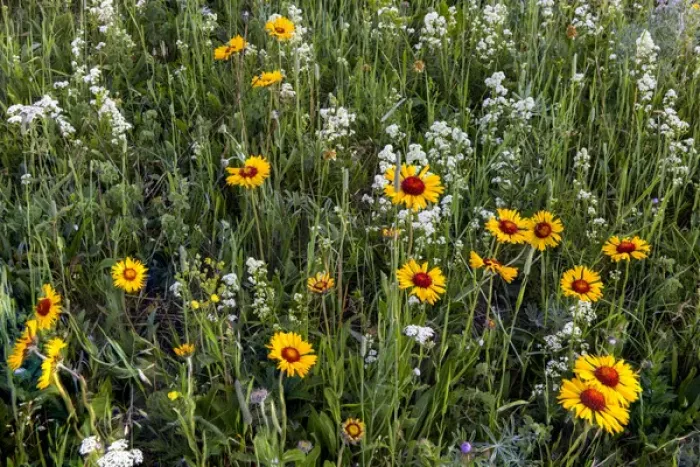 Framed Print : Blanketflower aka brown eyed susans and wild buckwheat in Glacier National Park, Montana Framed Print : Blanketflower aka brown eyed susans and wild buckwheat in Glacier National Park, Montana