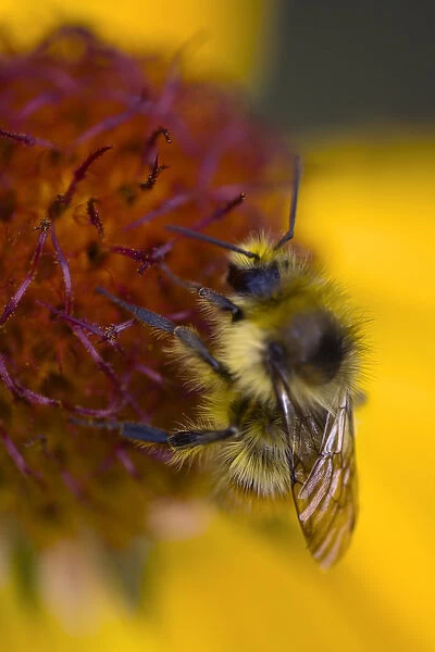 Blanketflower, Gaillardia Aristata, Asteraceae, Sunflower. A bumblebee collects nectar