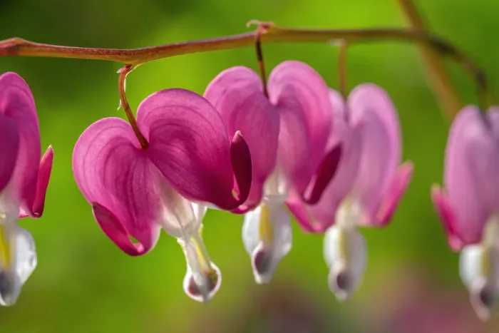 Framed Print : Bleeding Heart Framed Print : Bleeding Heart