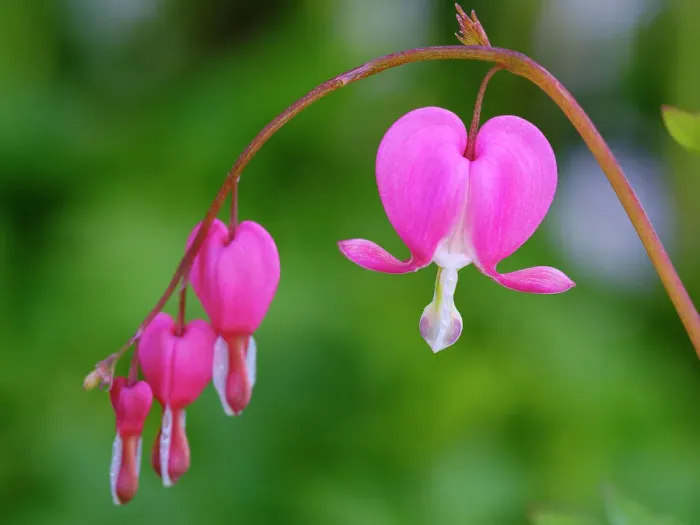 Framed Print : Bleeding heart (Lamprocapnos spectabilis). Germany Framed Print : Bleeding heart (Lamprocapnos spectabilis). Germany