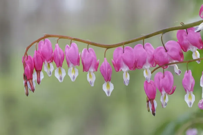 Framed Print : Bleeding Heart spring wildflowers, Creasey Mahan Nature Preserve, Kentucky