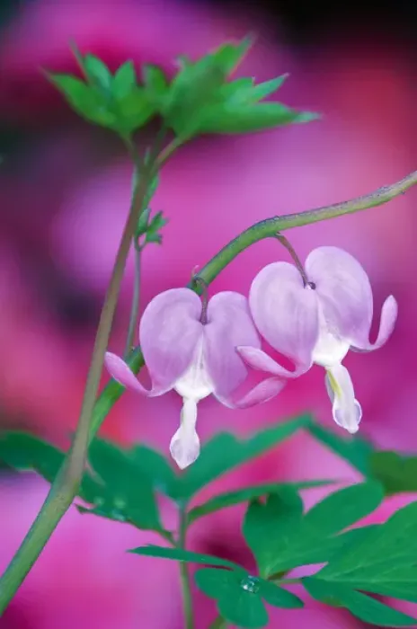 Framed Print : Bleeding Hearts Connecting In Garden. Credit as: Nancy Rotenberg / Jaynes Gallery / DanitaDelimont Framed Print : Bleeding Hearts Connecting In Garden. Credit as: Nancy Rotenberg / Jaynes Gallery / DanitaDelimont