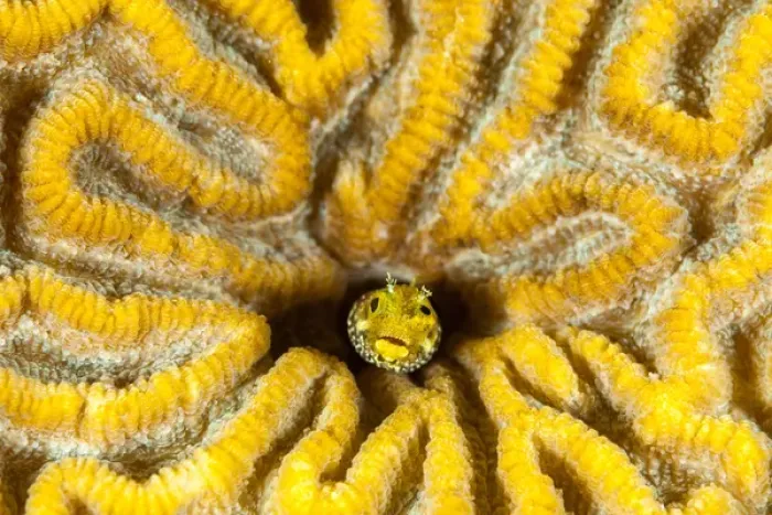 Framed Print : Blenny living in brain coral, Bonaire, N. A