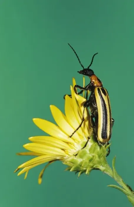 Framed Print : Blister Beetle, Meloidae, adult on Golden Aster, Willacy County, Rio Grande Valley Framed Print : Blister Beetle, Meloidae, adult on Golden Aster, Willacy County, Rio Grande Valley