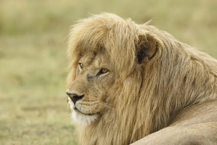 Framed Print : Blonde adult male lion, Panthera leo, Serengeti National Park, Tanzania, Africa