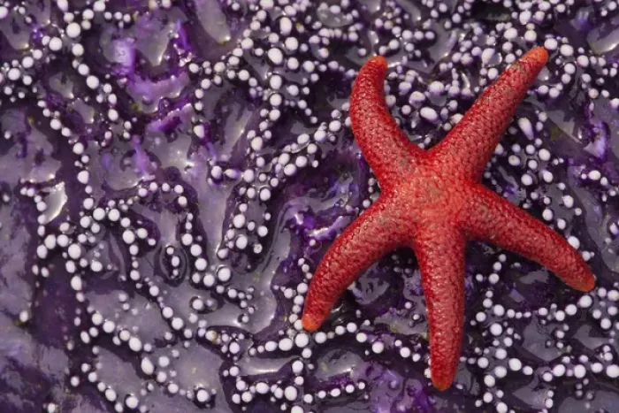 Framed Print : Blood Star Hitching a ride on a Ochre Star Framed Print : Blood Star Hitching a ride on a Ochre Star