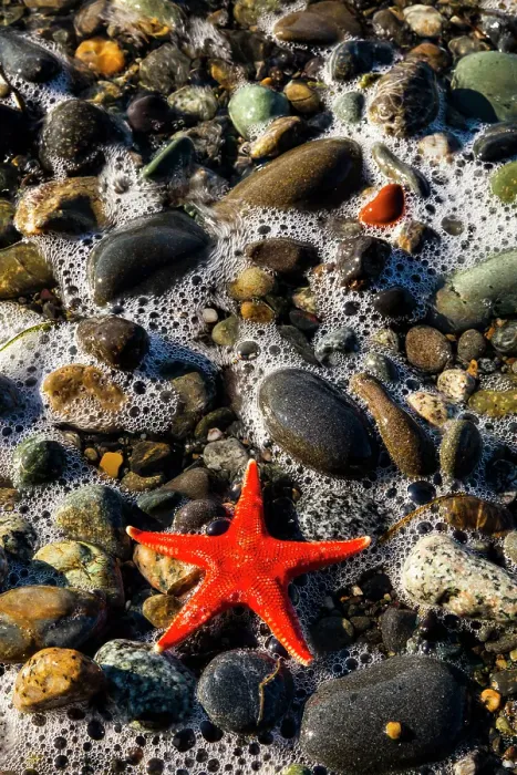Framed Print : Blood star, Salt Creek Recreational Area, Port Angeles, Washington State, USA Framed Print : Blood star, Salt Creek Recreational Area, Port Angeles, Washington State, USA