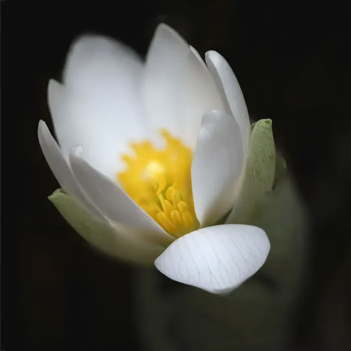 Framed Print : Bloodroot flower. The Parklands, Louisville, Kentucky Framed Print : Bloodroot flower. The Parklands, Louisville, Kentucky