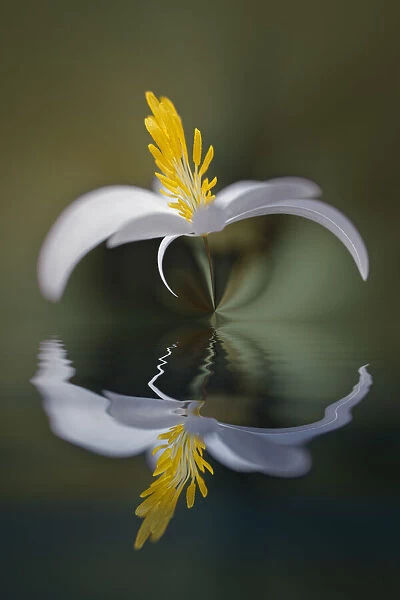 Bloodroot flower and reflection. The Parklands, Louisville, Kentucky