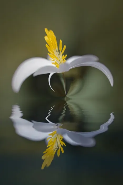 Framed Print : Bloodroot flower and reflection. The Parklands, Louisville, Kentucky Framed Print : Bloodroot flower and reflection. The Parklands, Louisville, Kentucky