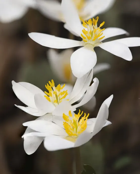 Framed Print : Bloodroot flowers. The Parklands, Louisville, Kentucky