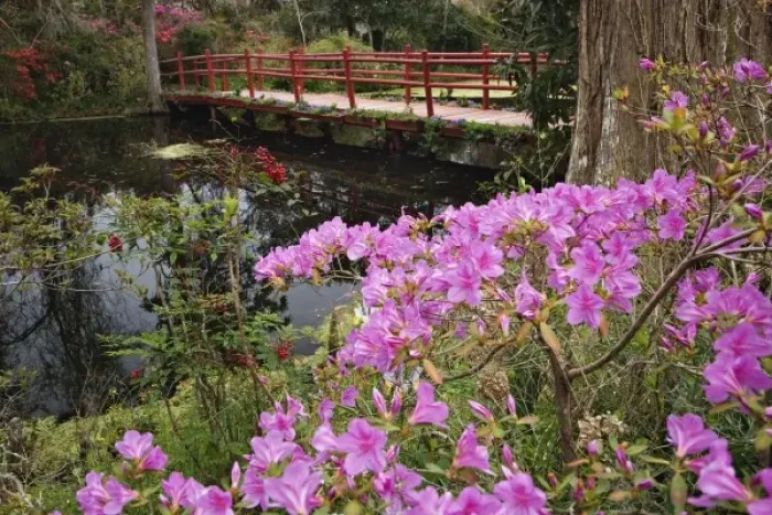 Framed Print : Blooming azalea and red bridge, Magnolia Plantation, Charleston, South Carolina Framed Print : Blooming azalea and red bridge, Magnolia Plantation, Charleston, South Carolina