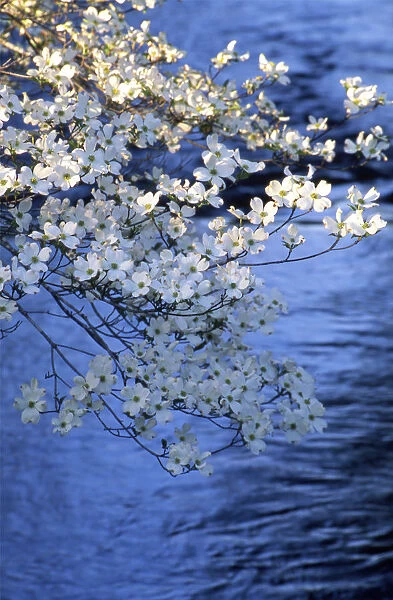 Blooming Dogwood Trees in early morning light with water in background