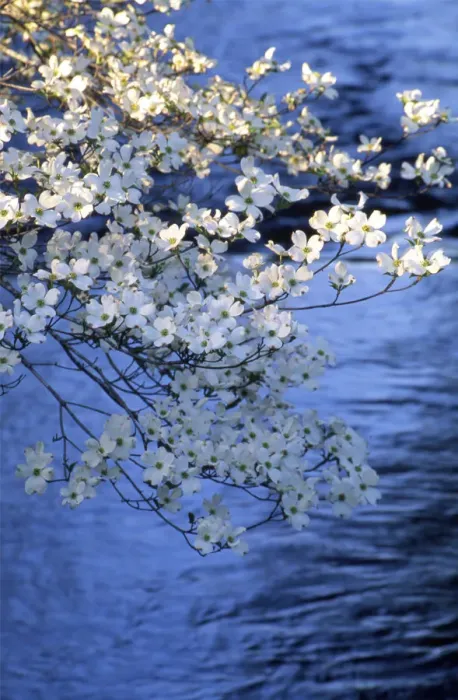 Framed Print : Blooming Dogwood Trees in early morning light with water in background Framed Print : Blooming Dogwood Trees in early morning light with water in background