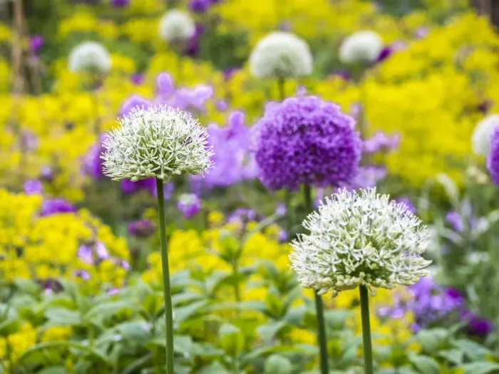 Framed Print : Blooming purple and white allium amongst yellow flowers Framed Print : Blooming purple and white allium amongst yellow flowers