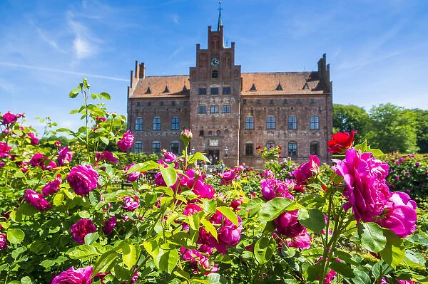 Blooming roses before Castle Egeskov, Denmark
