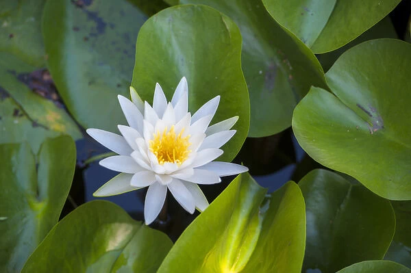 Blooming water lily, Austin, Texas, USA