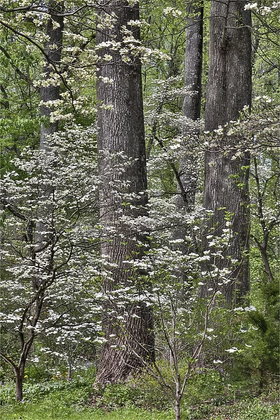 Blooming white dogwood amongst the hardwood tree. Mt. Cuba Center, Hockessin, Delaware