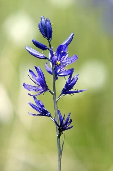 The blossom of a camas lily in Valley County, Idaho