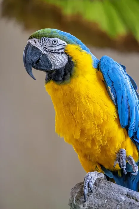 Framed Print : Blue-and-yellow Macaw Framed Print : Blue-and-yellow Macaw