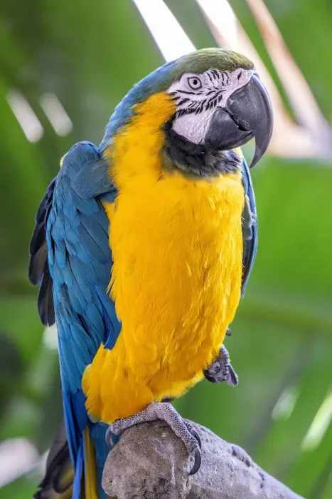 Framed Print : Blue-and-yellow Macaw Framed Print : Blue-and-yellow Macaw