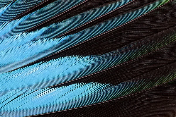 Blue-bellied Roller Wing detail