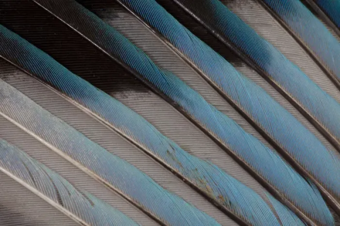 Framed Print : Blue-bellied Roller Wing detail Framed Print : Blue-bellied Roller Wing detail