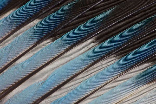 Blue-bellied Roller Wing detail