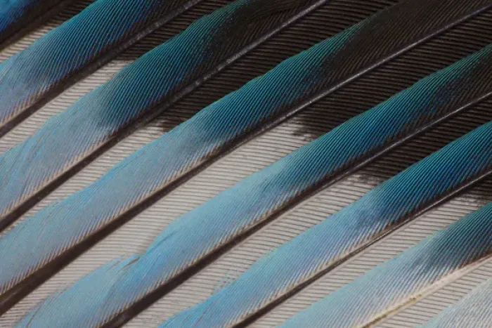 Framed Print : Blue-bellied Roller Wing detail