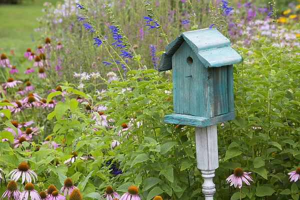 Blue birdhouse in flower garden with Purple Coneflowers and salvias, Marion Co. IL