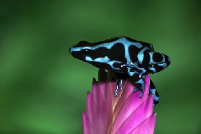 Framed Print : Blue and black Poison Dart Frog, Panama Blue, (Dendrobates auratus)