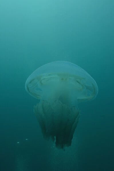 Blue Blubber Jellyfish (Castostylus mosaicus) beach of North Stradbroke Island, off