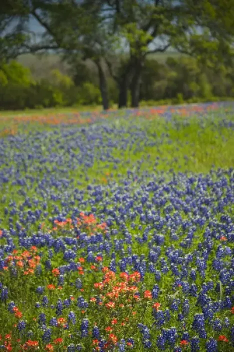 Framed Print : Blue Bonnets and Indian Paint Brush with backdrop of Oak Trees near Independance Texas