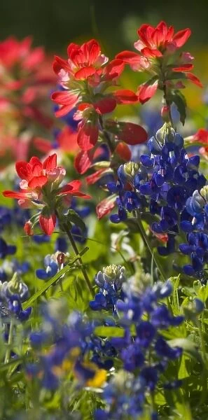 Blue Bonnets and Indian Paint Brush Texas Hill Country