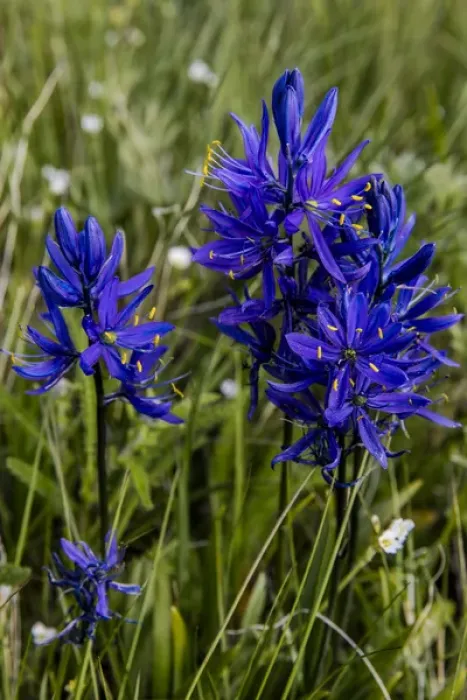 Framed Print : Blue camas widflowers near Marias Pass, montana, USA Framed Print : Blue camas widflowers near Marias Pass, montana, USA