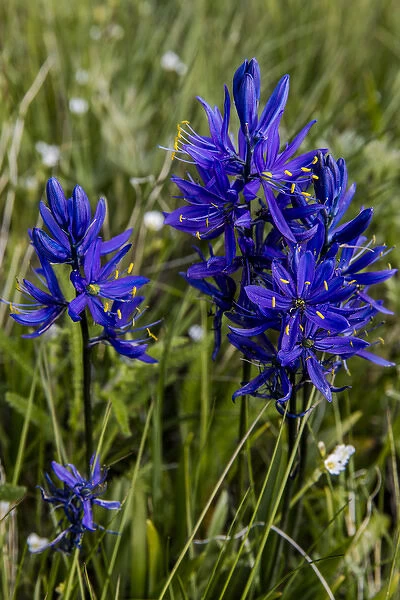 Blue camas widflowers near Marias Pass, montana, USA
