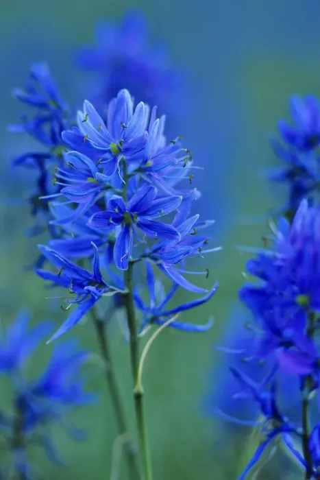 Framed Print : Blue Camas wildflowers in Montana Framed Print : Blue Camas wildflowers in Montana