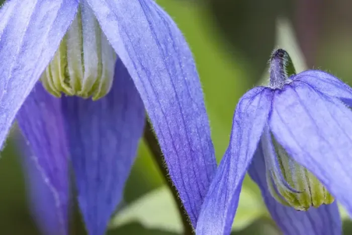 Framed Print : Blue clematis flowering in spring in Bigfork, Montana, USA Framed Print : Blue clematis flowering in spring in Bigfork, Montana, USA