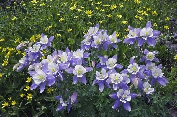Blue Columbine, Colorado Columbine, Aquilegia coerulea, Heartleaf Arnica, Arnica cordifolia
