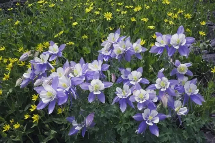 Framed Print : Blue Columbine, Colorado Columbine, Aquilegia coerulea, Heartleaf Arnica, Arnica cordifolia