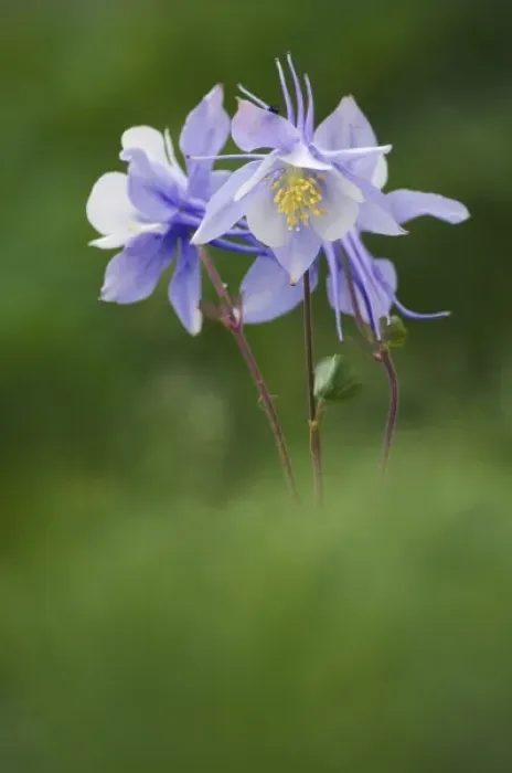 Framed Print : Blue Columbine, Colorado Columbine, Aquilegia coerulea, Ouray, San Juan Mountains