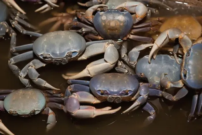 Framed Print : Blue Crab, served in local restaurants, Old San Juan Framed Print : Blue Crab, served in local restaurants, Old San Juan