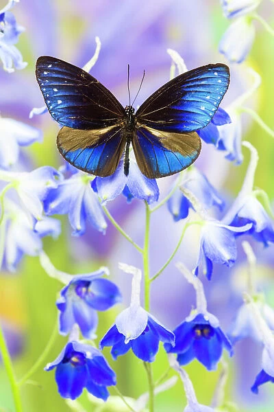 Blue Crow Butterfly, Euphoea mulciber subvisaya