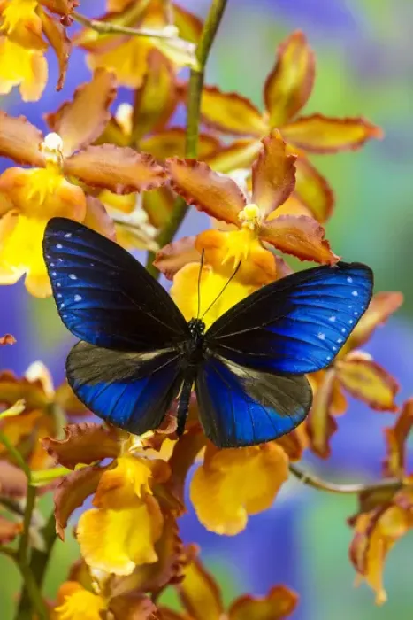 Framed Print : Blue Crow Butterfly, Euphoea mulciber subvisaya Framed Print : Blue Crow Butterfly, Euphoea mulciber subvisaya