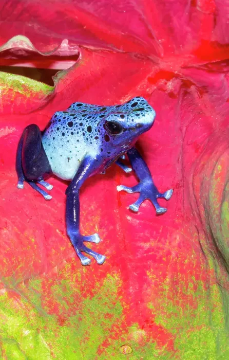 Framed Print : Blue dart frog, Surinam Framed Print : Blue dart frog, Surinam