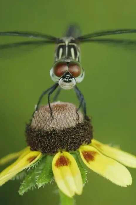 Framed Print : Blue Dasher, Pachydiplax longipennis, female on Clasping-leaved Coneflower(Dracopis amplexicaulis)