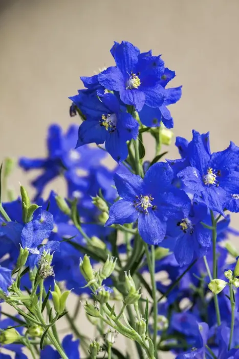 Framed Print : Blue Delphinium, USA Framed Print : Blue Delphinium, USA