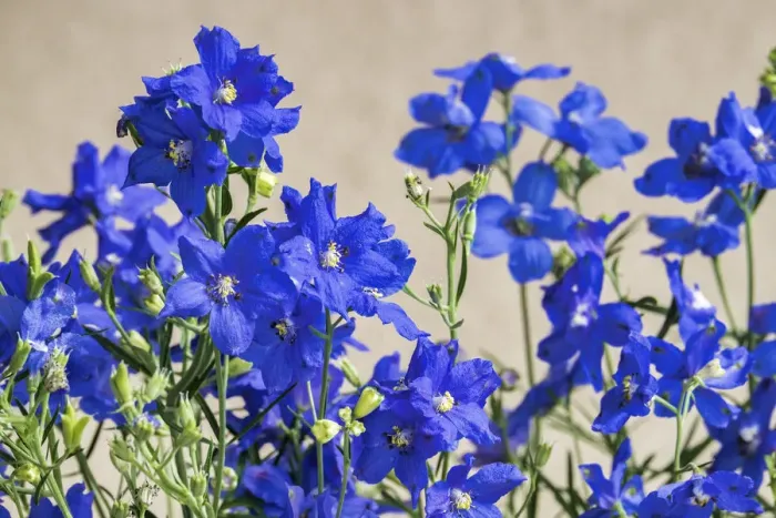 Framed Print : Blue Delphinium, USA Framed Print : Blue Delphinium, USA